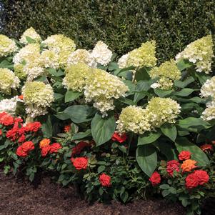 133 units available! Pre-Order Qty: 0