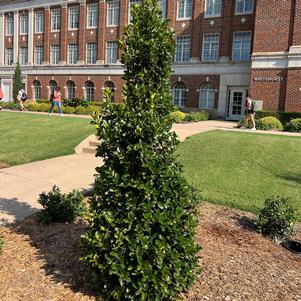 665 units available! Pre-Order Qty: 0