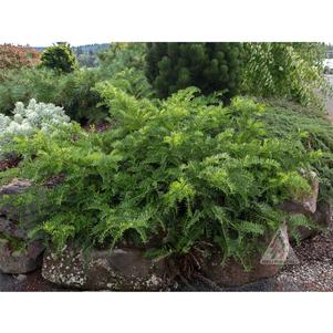 30 units available! Pre-Order Qty: 0