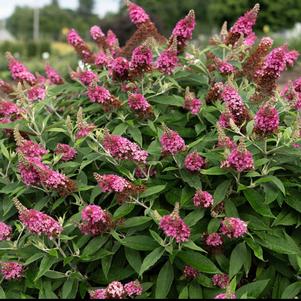 0 units available! Pre-Order Qty: 78