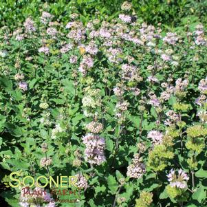 14 units available! Pre-Order Qty: 0