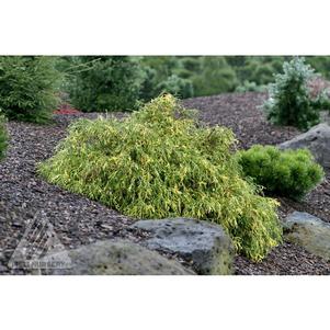 5 units available! Pre-Order Qty: 0