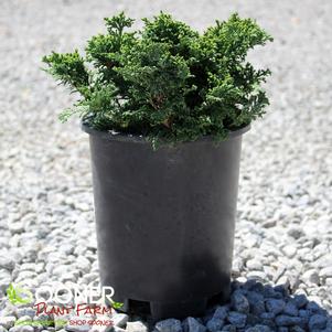 1 units available! Pre-Order Qty: 0