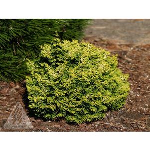 1 units available! Pre-Order Qty: 0