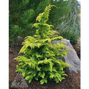 1 units available! Pre-Order Qty: 0