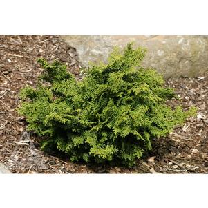 1 units available! Pre-Order Qty: 0