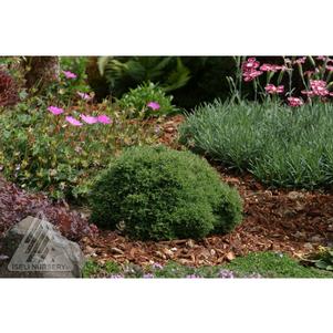 0 units available! Pre-Order Qty: 1