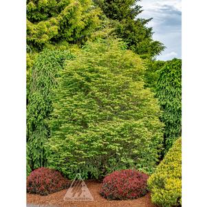 0 units available! Pre-Order Qty: 3