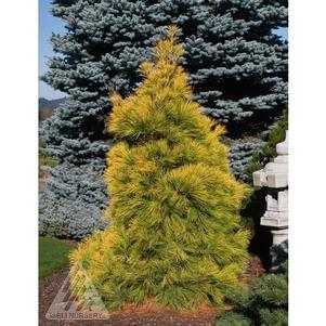 1 units available! Pre-Order Qty: 0