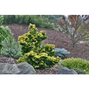 1 units available! Pre-Order Qty: 0