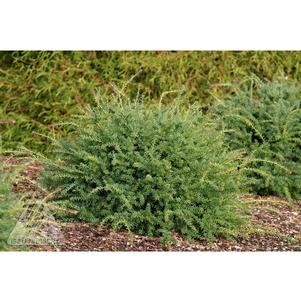 1 units available! Pre-Order Qty: 0