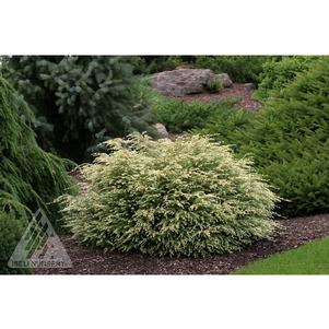 1 units available! Pre-Order Qty: 0