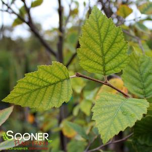 9 units available! Pre-Order Qty: 0