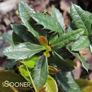 11 units available! Pre-Order Qty: 0