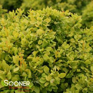 384 units available! Pre-Order Qty: 0