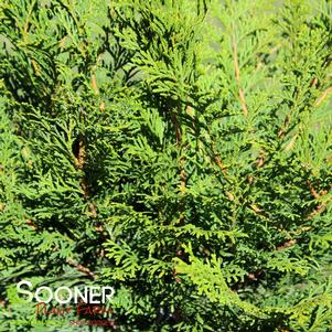 3 units available! Pre-Order Qty: 0