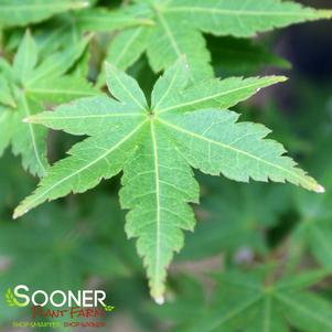 5 units available! Pre-Order Qty: 1