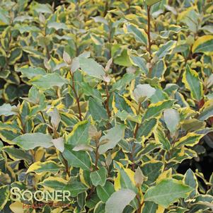 21 units available! Pre-Order Qty: 0