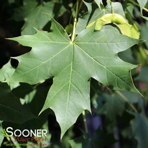 3 units available! Pre-Order Qty: 0