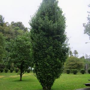 0 units available! Pre-Order Qty: 24