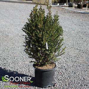 1 units available! Pre-Order Qty: 0