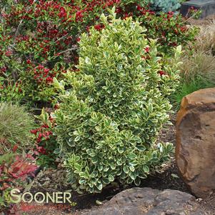 905 units available! Pre-Order Qty: 0