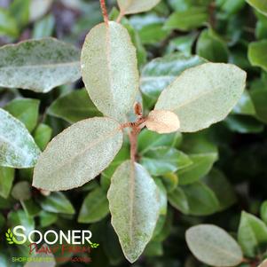 25 units available! Pre-Order Qty: 0