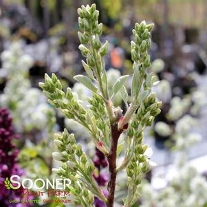 4 units available! Pre-Order Qty: 0