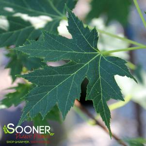 7 units available! Pre-Order Qty: 0