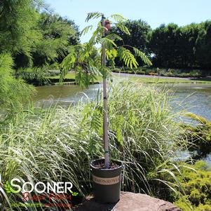 1 units available! Pre-Order Qty: 0