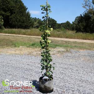 2 units available! Pre-Order Qty: 0