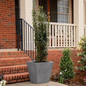 20 units available! Pre-Order Qty: 0