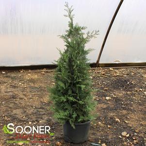 233 units available! Pre-Order Qty: 0