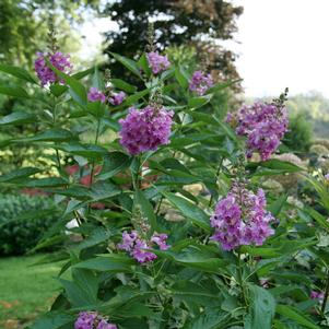 12 units available! Pre-Order Qty: 0