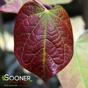 14 units available! Pre-Order Qty: 0