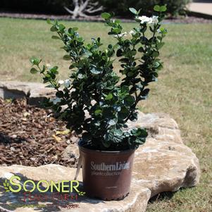 30 units available! Pre-Order Qty: 0