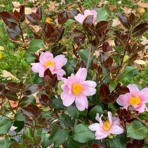 13 units available! Pre-Order Qty: 0