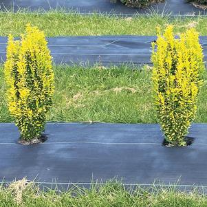 0 units available! Pre-Order Qty: 16