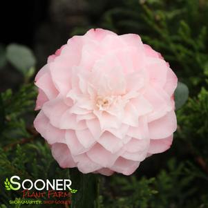 1 units available! Pre-Order Qty: 0