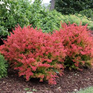 13 units available! Pre-Order Qty: 0