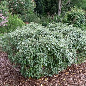 3 units available! Pre-Order Qty: 0