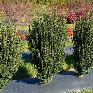 12 units available! Pre-Order Qty: 0