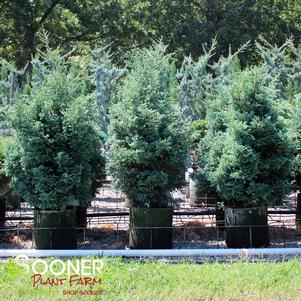 3 units available! Pre-Order Qty: 0