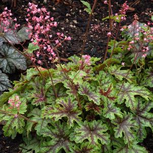 0 units available! Pre-Order Qty: 0