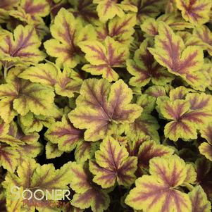 0 units available! Pre-Order Qty: 0