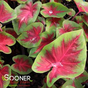 0 units available! Pre-Order Qty: 0