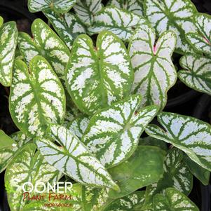 0 units available! Pre-Order Qty: 0