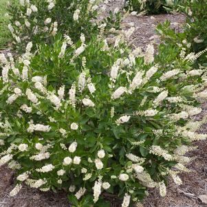 320 units available! Pre-Order Qty: 0