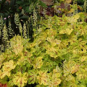 0 units available! Pre-Order Qty: 0