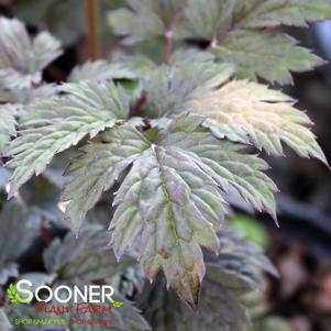 0 units available! Pre-Order Qty: 0